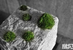 苔藓 在线观看,探索自然之美